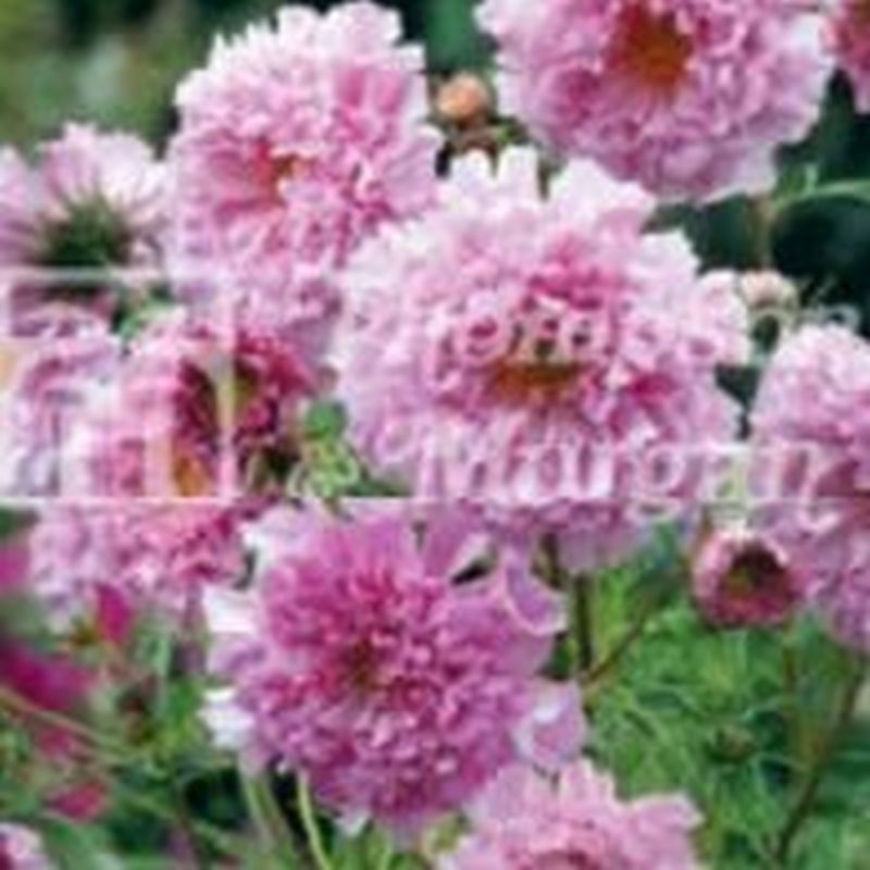 Cosmos bipinnatus 'Double Click Rose Bonbon' Flower